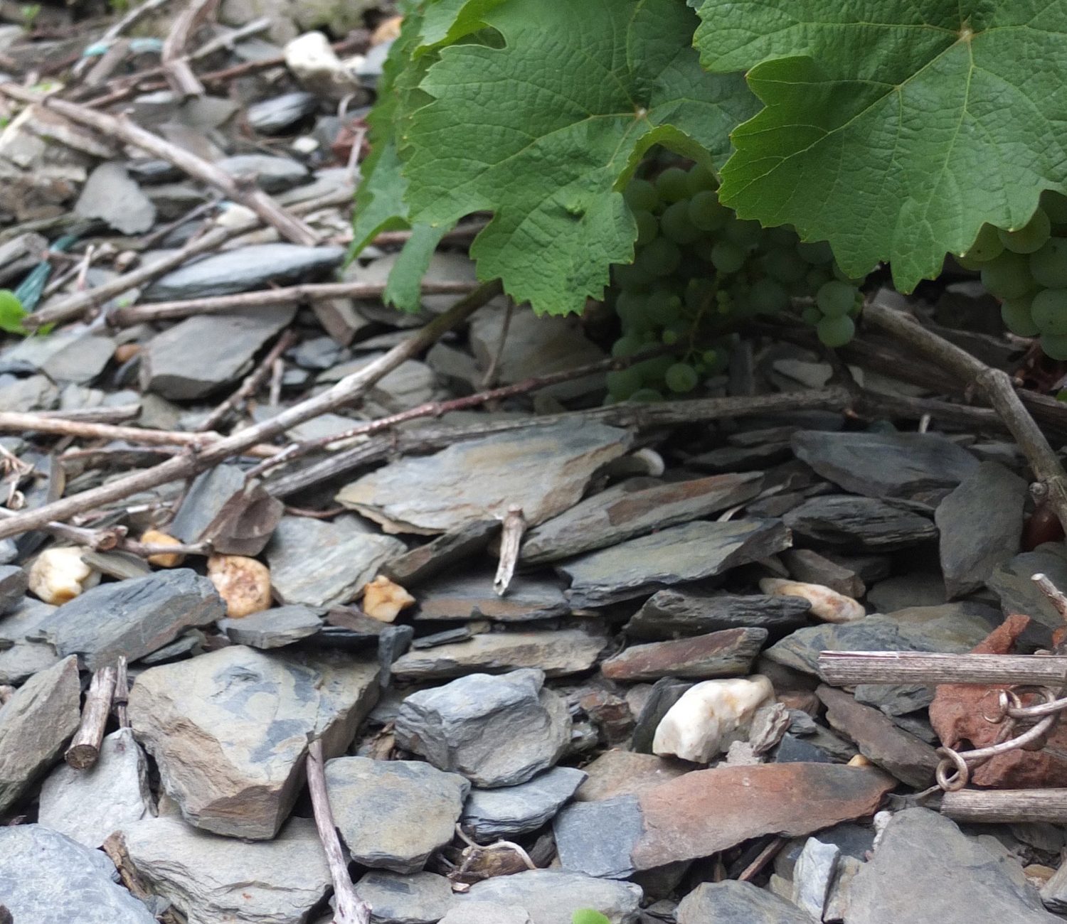 Moselriesling wächst auf Schiefer © Daniela Dejnega