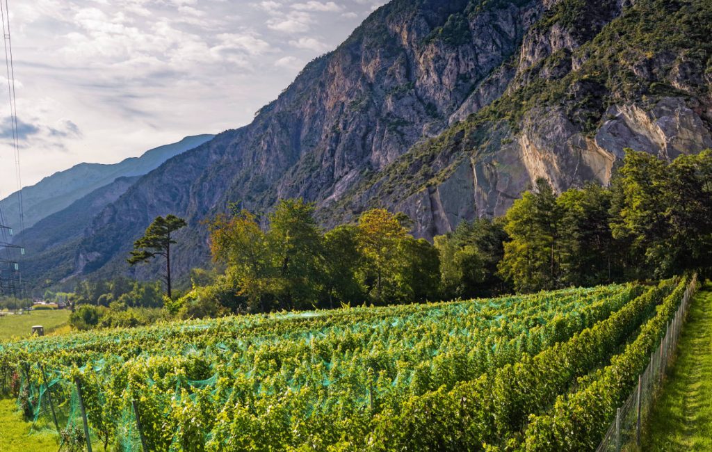 Bergland – echte Cool-Climate-Weine