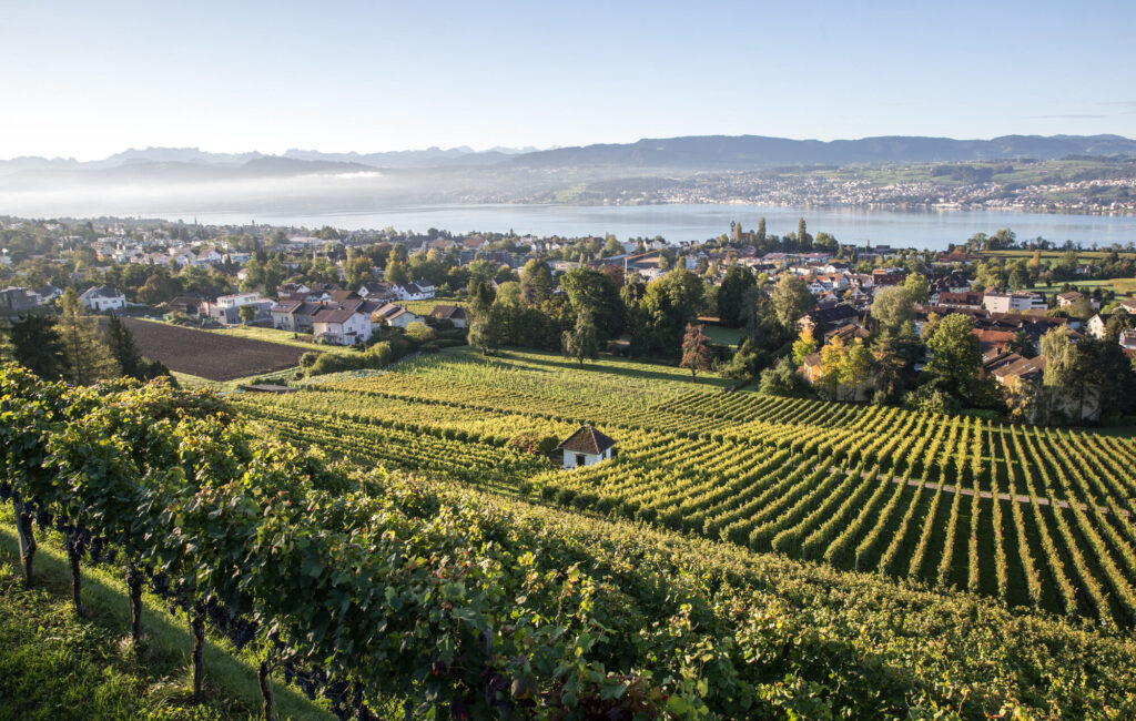 Räuschling – Zürichsee im Glas